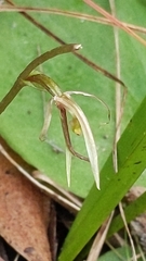Cyrtostylis robusta