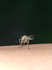Aedes thelcter