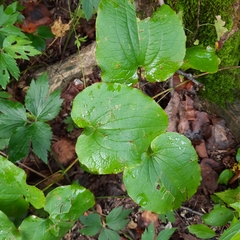 Smilax ecirrhata