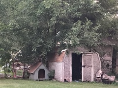 Sciurus carolinensis