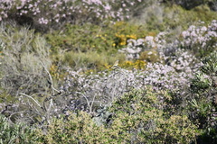 Gavicalis virescens