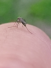 Aedes thelcter