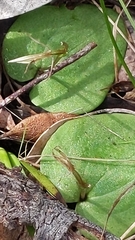 Cyrtostylis robusta