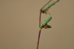 Stephanomeria diegensis