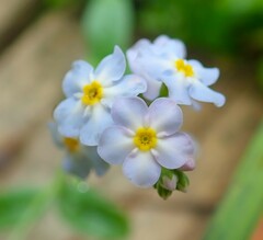 Myosotis scorpioides