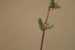 Stephanomeria diegensis