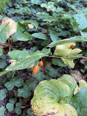Prosartes smithii