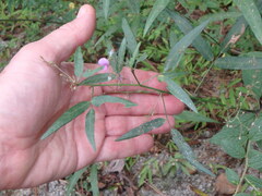 Desmodium paniculatum