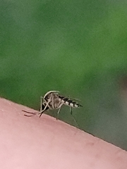 Aedes thelcter