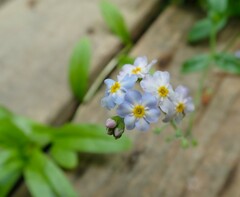 Myosotis scorpioides