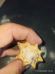 Strombus alatus