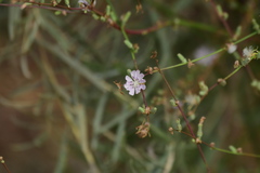 Stephanomeria diegensis