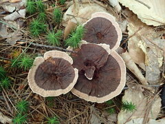 Hydnellum concrescens