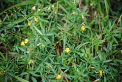 Stylosanthes biflora