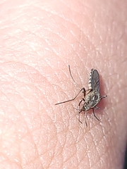 Aedes thelcter