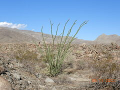 Fouquieria splendens