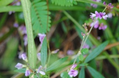 Lespedeza procumbens