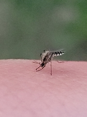 Aedes thelcter