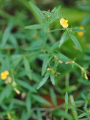 Stylosanthes biflora