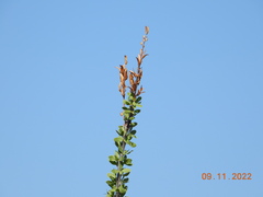 Fouquieria splendens
