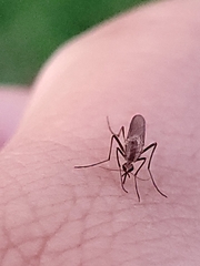 Aedes thelcter