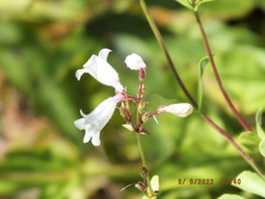 Penstemon multiflorus