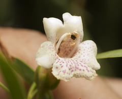 Eremophila bignoniiflora