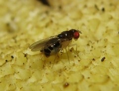 Mycodrosophila