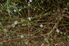 Stephanomeria diegensis