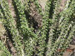 Fouquieria splendens