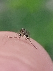 Aedes thelcter