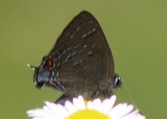 Satyrium calanus