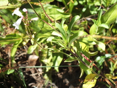 Penstemon multiflorus