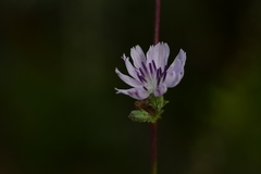 Stephanomeria diegensis
