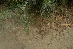 Stephanomeria diegensis