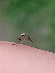 Aedes thelcter