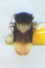 Dipsocoroidea
