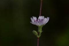 Stephanomeria diegensis