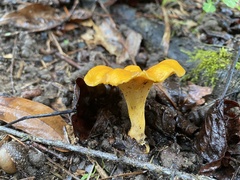 Cantharellus lateritius