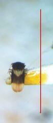 Dipsocoroidea