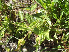 Penstemon multiflorus