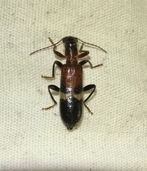 Cymatodera tricolor