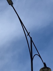 Coracina novaehollandiae