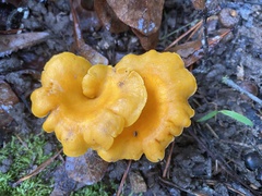 Cantharellus lateritius