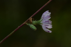 Stephanomeria diegensis
