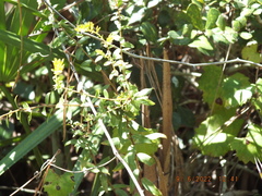 Solidago odora