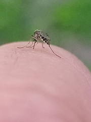 Aedes thelcter
