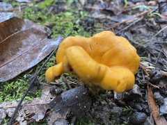 Cantharellus lateritius