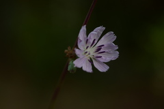 Stephanomeria diegensis