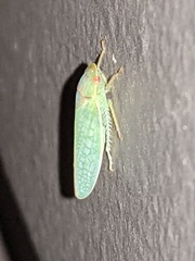 Gyponana octolineata